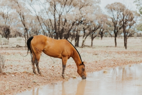 Muddy brown horse drinking from dam