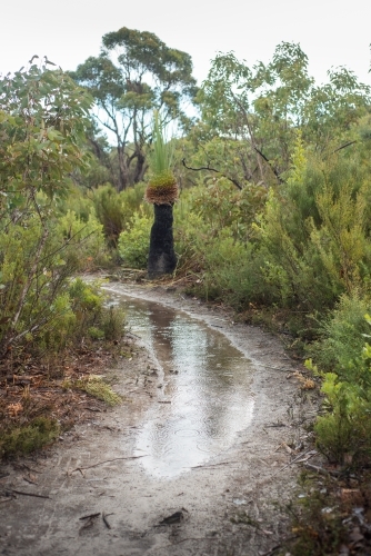 Muddy puddle along bushwalking track