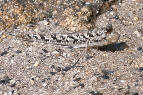 Mudskipper on wet sand - Australian Stock Image