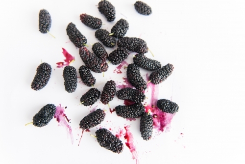 Mulberries - Australian Stock Image