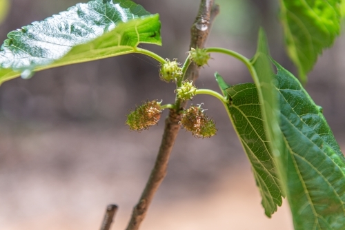Mulberries