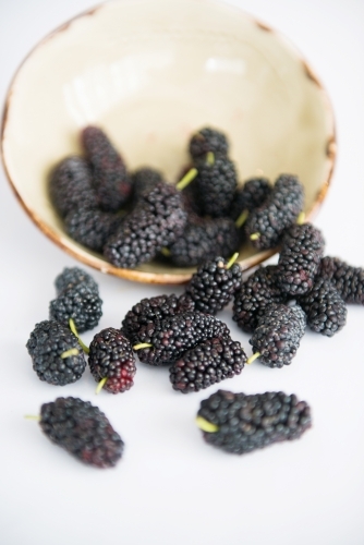 Mulberries spilling from bowl - Australian Stock Image