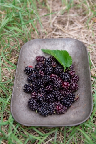 mulberry picking, a bowl of mulberies - Australian Stock Image