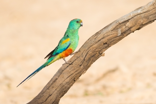 Mulga Parrot perched on a branch