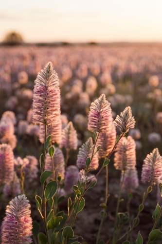 Mulla-mulla flowers in sunlight - Australian Stock Image