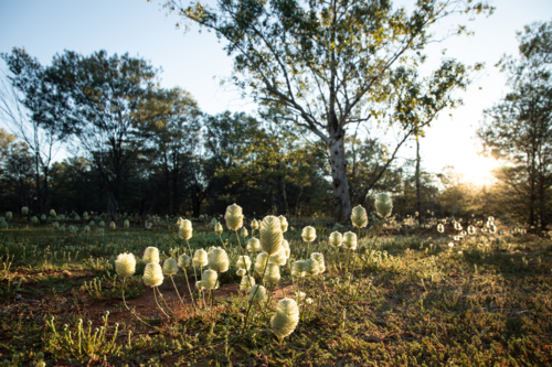 Mulla mulla in the morning light - Australian Stock Image
