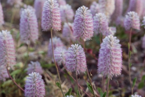 Mulla-mulla wild flowers up close - Australian Stock Image