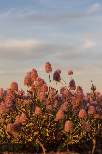 Mulla-mulla wildflowers and cloudy blue sky - Australian Stock Image