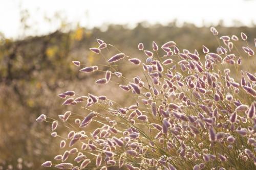 Mulla mulla wildflowers in bushland - Australian Stock Image
