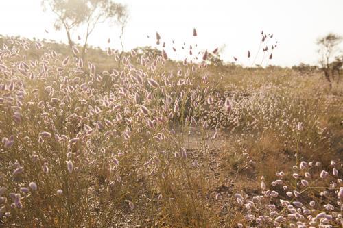 Mulla mulla wildflowers in bushland - Australian Stock Image