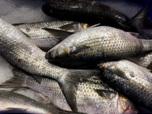 Mullet fish displayed on ice for sale - Australian Stock Image