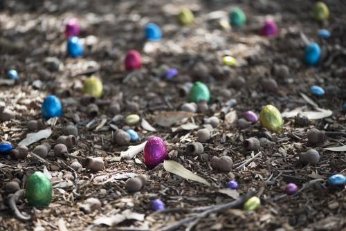 multi coloured easter eggs with gumnuts - Australian Stock Image