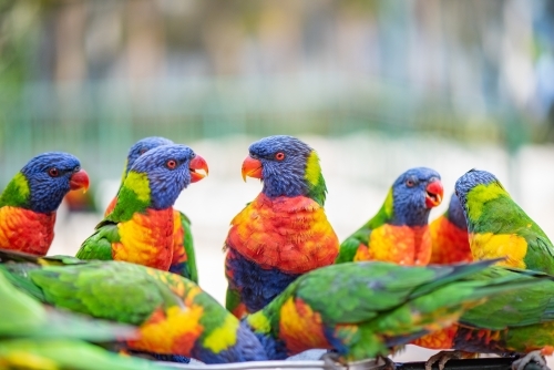 Multiple colourful lorikeets chat over feeding - Australian Stock Image