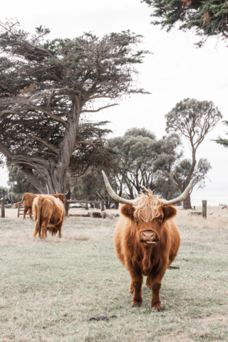 Multiple highland cows in paddock - Australian Stock Image