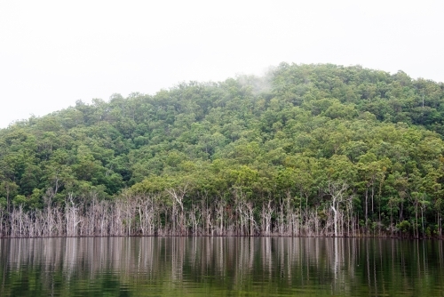 Multiple trees on a misty morning with their reflection on the water - Australian Stock Image