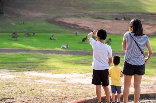 Mum and kids looking at wild kangaroos - Australian Stock Image