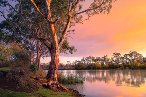 Murray River in South Australia - Australian Stock Image