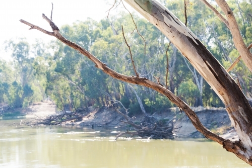 Murray river with red gum bark framing shot - Australian Stock Image