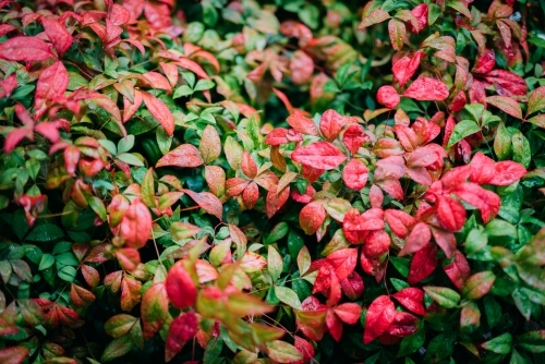 Nandina Bamboo with rain drops - Australian Stock Image