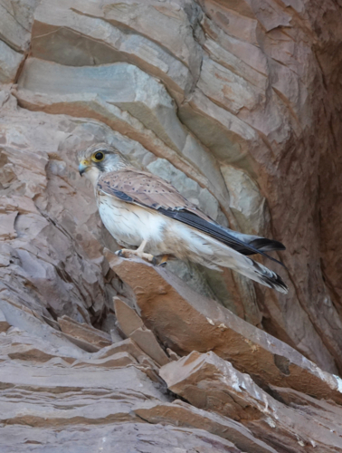 Nankeen Kestrel - Australian Stock Image