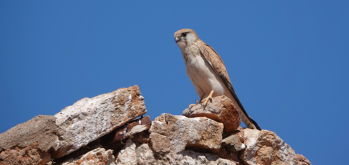 Nankeen Kestrel - Australian Stock Image