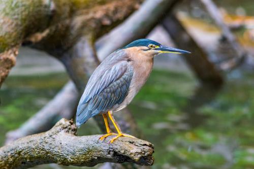 Nankeen Night Heron - Australian Stock Image