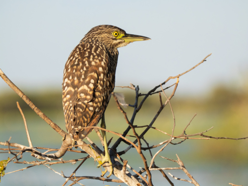 Nankeen night heron perched on bare branches near wetland - Australian Stock Image