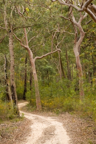Narrow sandy road winding through eucalypt trees - Australian Stock Image