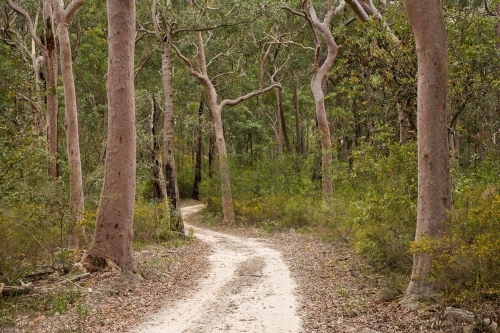 Narrow sandy road winding through eucalypt trees - Australian Stock Image