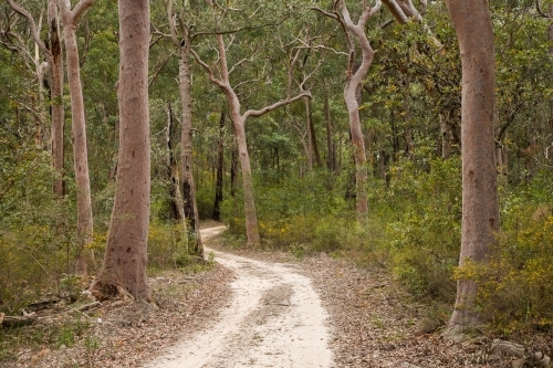Narrow sandy road winding through eucalypt trees