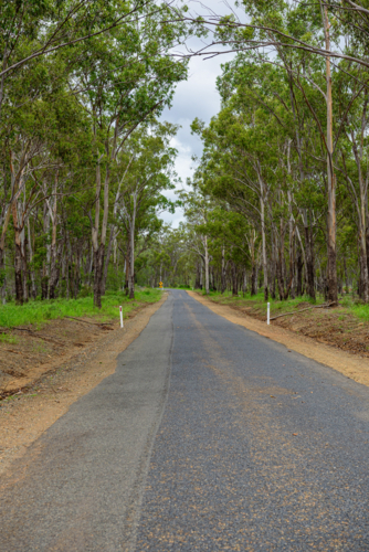 Narrow sealed country road winding through tall native eucalyptus trees and dense green woodland - Australian Stock Image