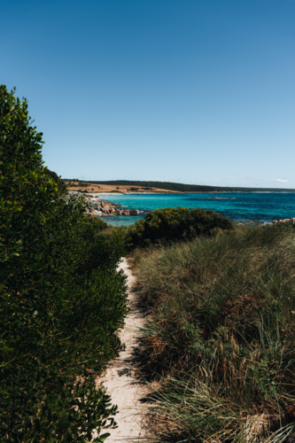 Narrow white sandy trail winding through thick grasses leading to the beach - Australian Stock Image