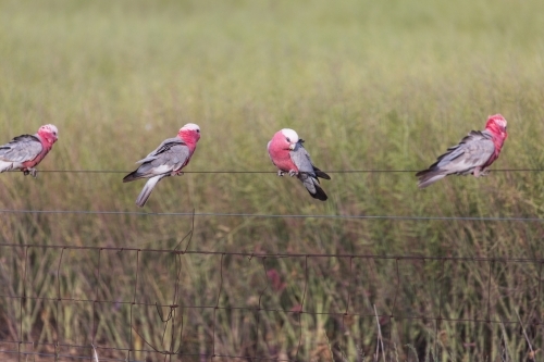 Native Australian bird (Galah) sitting on a fence in front of a canola crop on a farm