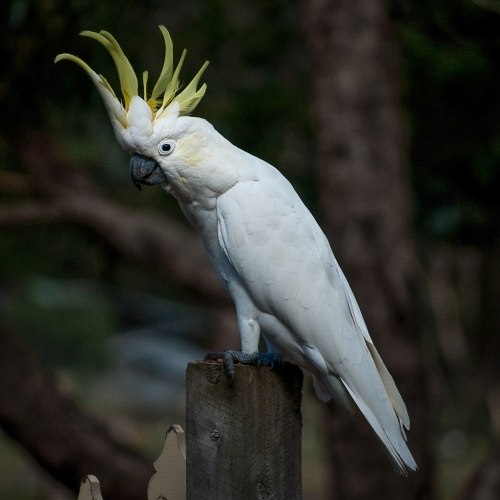 Native Australian Cockatoo Perched on a Fence Post - Australian Stock Image