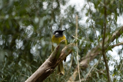 Native Australian critically endangered helmeted honeyeater bird (Lichenostomus melanops cassidix) o - Australian Stock Image