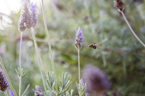 Native Bee in the garden - Australian Stock Image