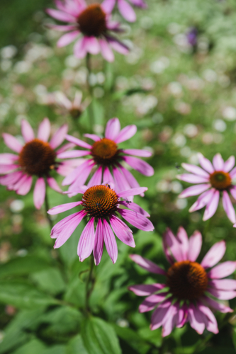 native bees enjoying the pink echinacea - Australian Stock Image