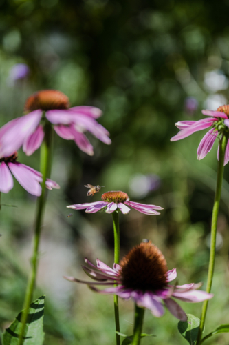 native bees enjoying the pink echinacea - Australian Stock Image