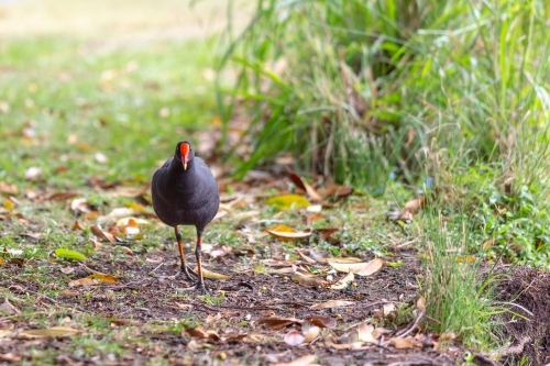 Native bird - Australian Stock Image