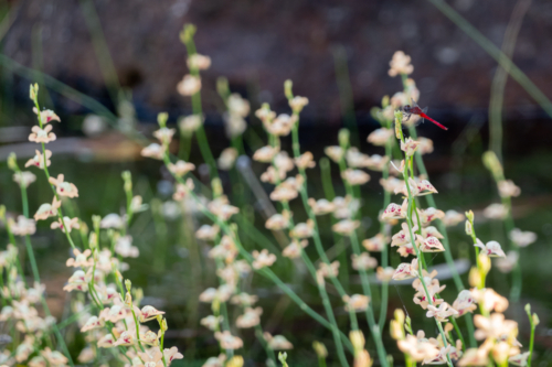 Native bladderwort flower with red dragonfly - Australian Stock Image