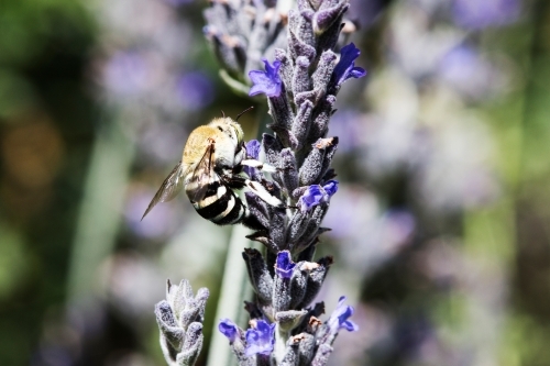 Native blue banded bee on lavender - Australian Stock Image