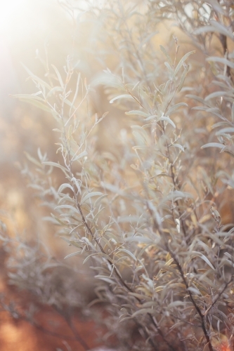 Native bush in soft light - Australian Stock Image