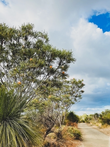 Native bush land in foreground with Limestone walking trail in background in warm tones - Australian Stock Image