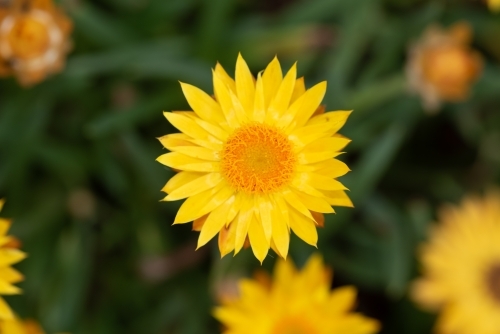 Native Daisy open close up - Australian Stock Image