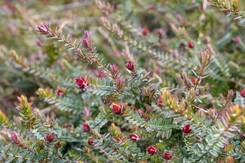 native darwinia shrub - Australian Stock Image