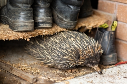 Native echidna animal out and about during mating season amongst farm boots