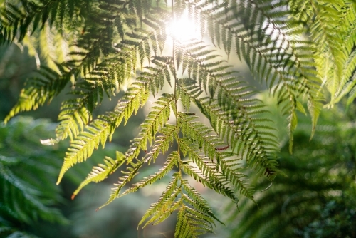 Native Fern and Morning Sunlight