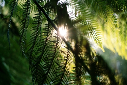 Native Fern with Sunlight