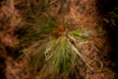 Native grass - Australian Stock Image