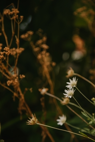Native grasses and weeds close up
